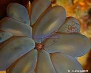 Vir philippinensis-Wakatobi Binongky Binmo-11m-20180527-Denis-ADER-DSC_1240_tn